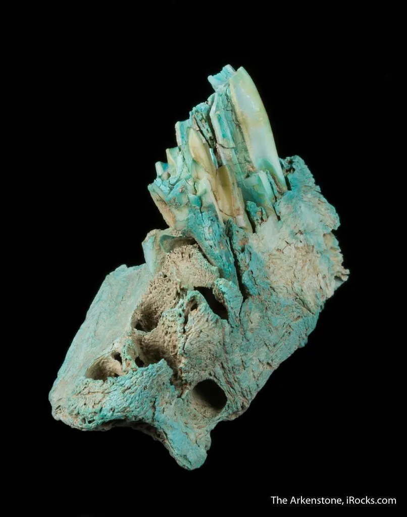 Turquoise ps. after Bone (Odontolite) - image 2