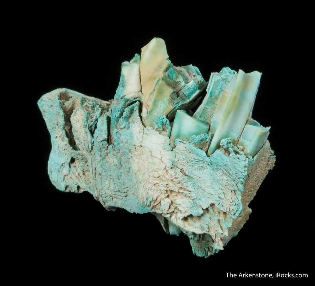 Turquoise ps. after Bone (Odontolite) - image 3