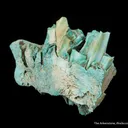 Turquoise ps. after Bone (Odontolite) - image 3