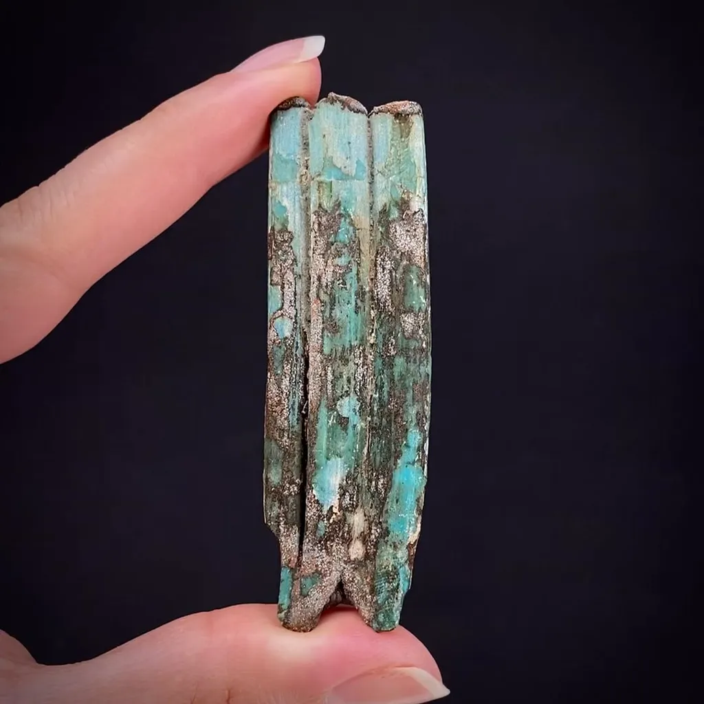 Turquoise ps. after fossil rodent tooth image