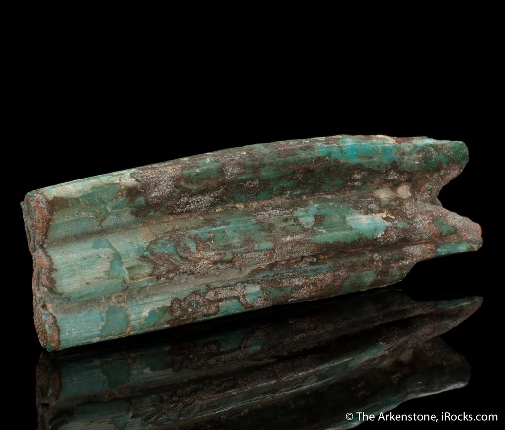 Turquoise ps. after fossil rodent tooth - image 3