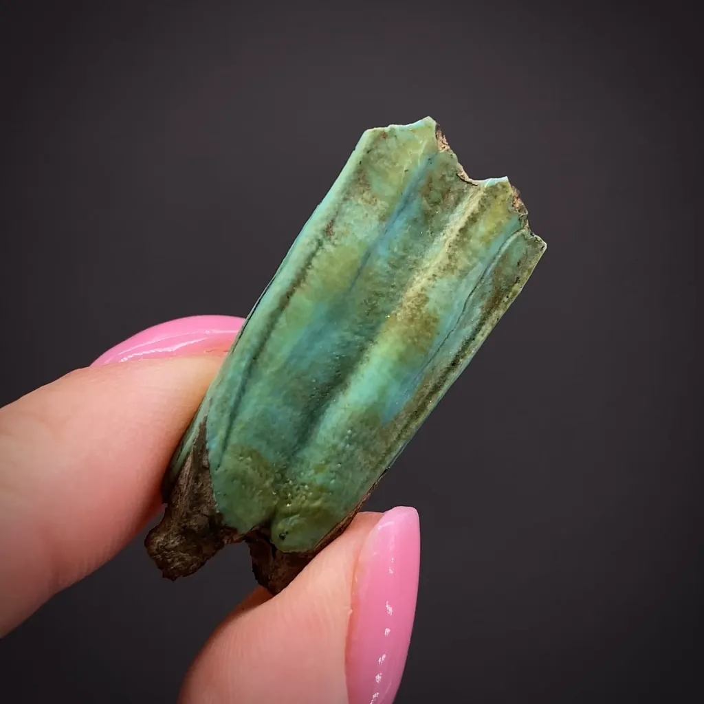 Turquoise ps. Tooth (Odontolite) image