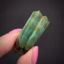 Turquoise ps. Tooth (Odontolite) - image 1