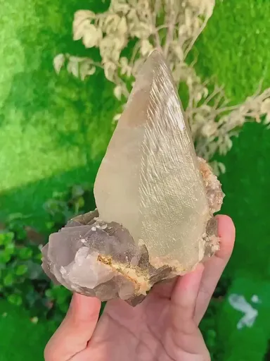 specimen video