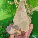 specimen video