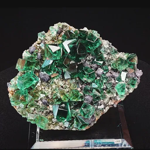 specimen video