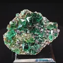 specimen video