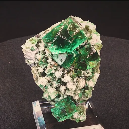 specimen video