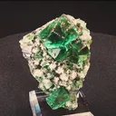 specimen video