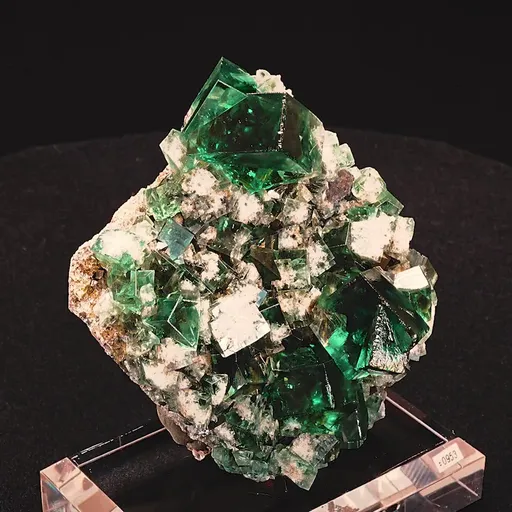 specimen video