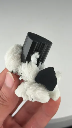 specimen video