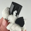 specimen video