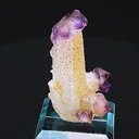 specimen video