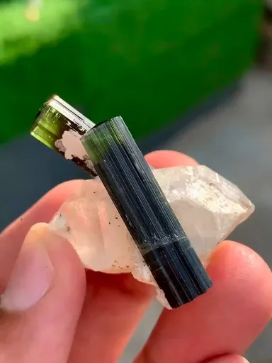 specimen video