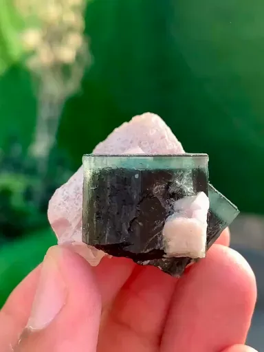 specimen video