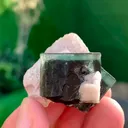 specimen video