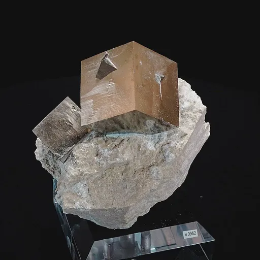 specimen video