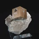 specimen video