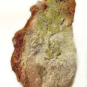 Tyuyamunite With Baryte - image 1