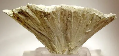 Ulexite image