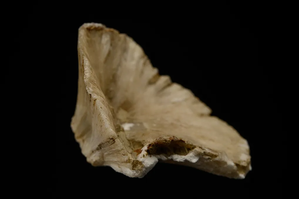 Ulexite "Clamshell" - image 3