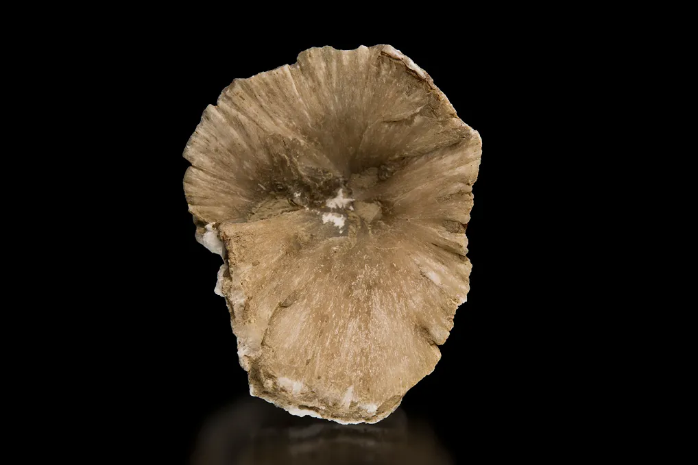 Ulexite "Clamshell" image