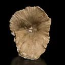 Ulexite "Clamshell" - image 1