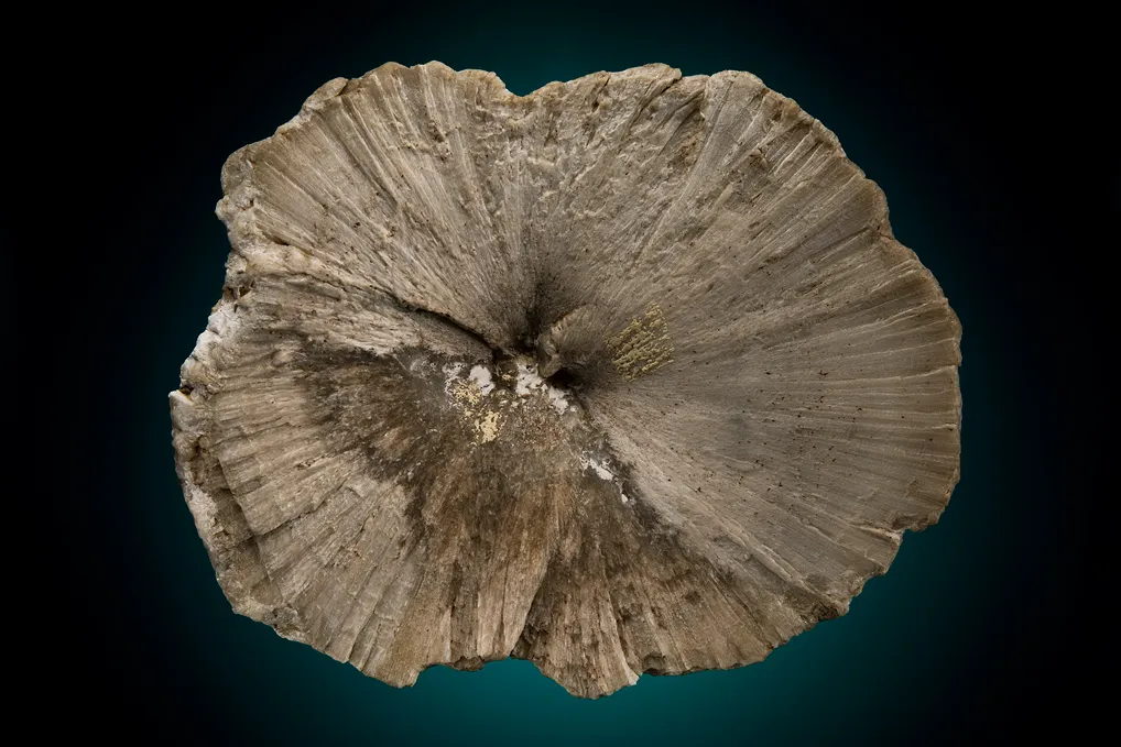 Ulexite "Clamshell" image