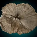 Ulexite "Clamshell" - image 1