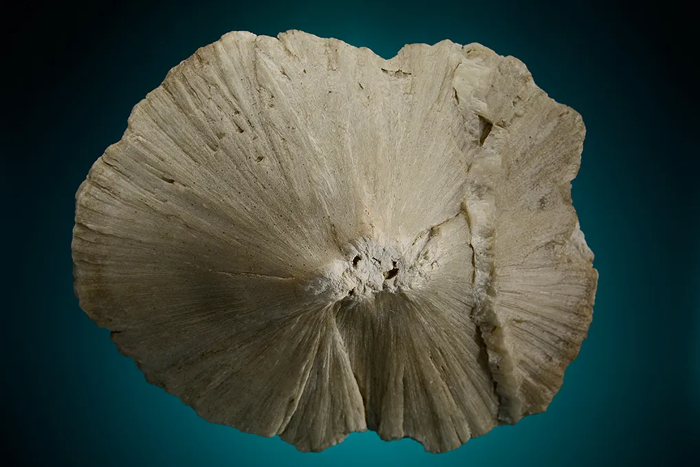 Ulexite "Clamshell" - image 2