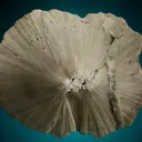 Ulexite "Clamshell" - image 2