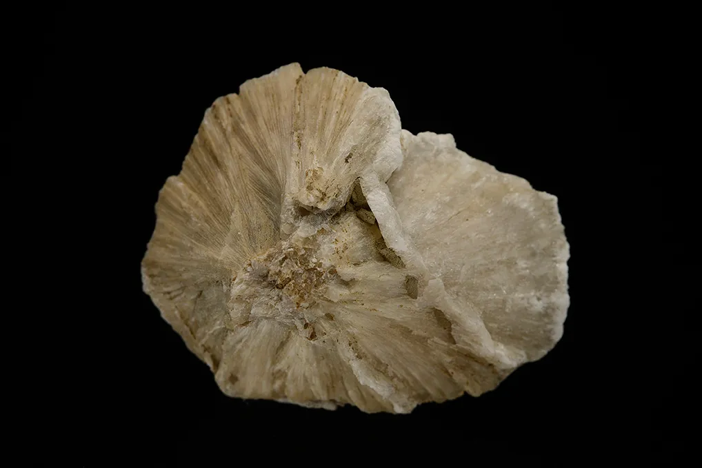 Ulexite "Clamshell" - image 2