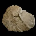 Ulexite "Clamshell" - image 2