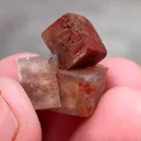 specimen video