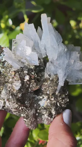 specimen video