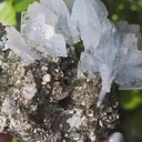 specimen video