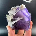 specimen video
