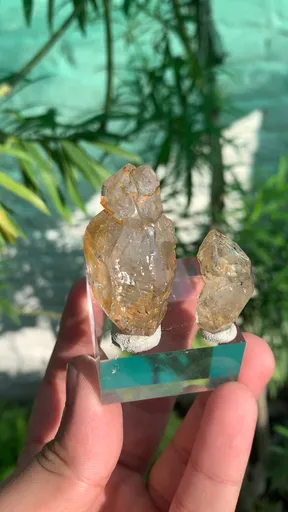 specimen video