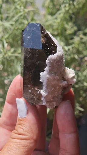 specimen video