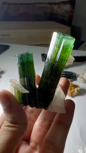 specimen video