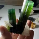 specimen video