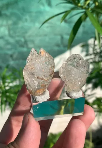 specimen video