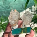 specimen video