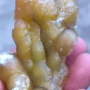 Unique Yellow Chalcedony Specimen - image 5