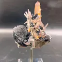 specimen video