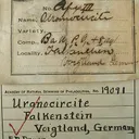 Uranocircite - image 2