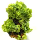 Uranocircite - image 3