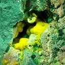 Uranophane, Malachite - image 2