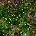 Uvarovite - image 2
