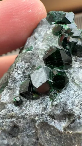 specimen video